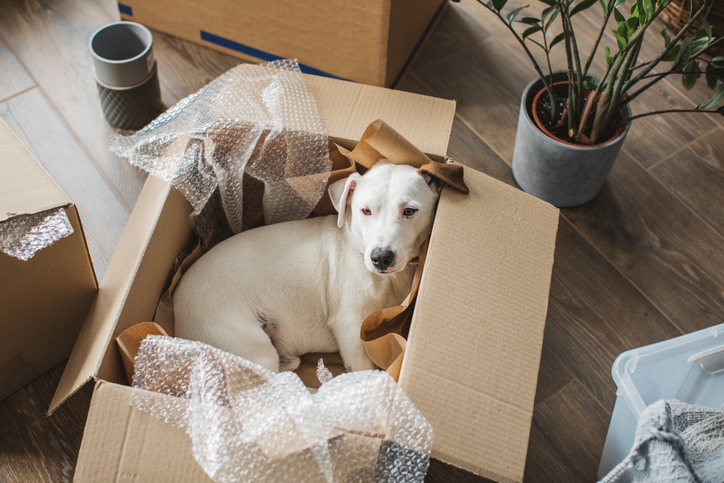 Moving with a pet into Canada