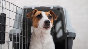 Moving with pets overseas
