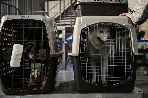 moving pets internationally