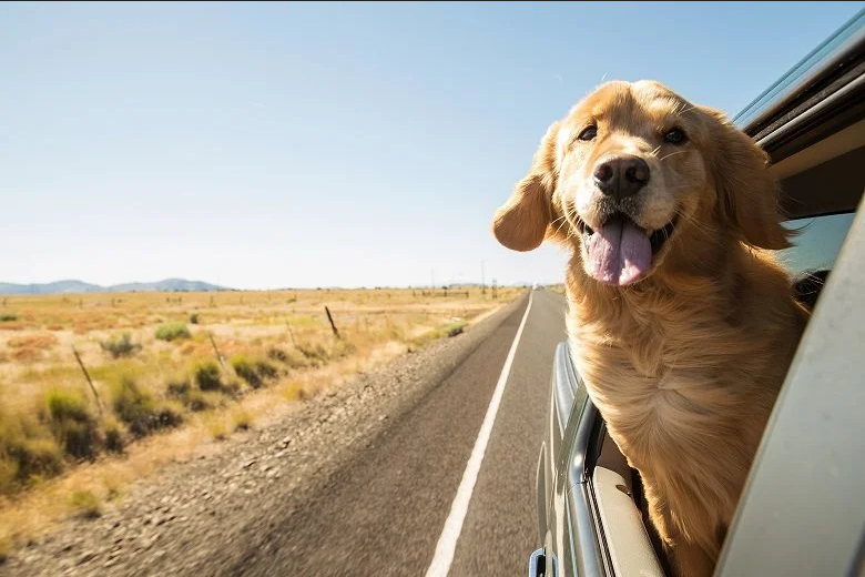 moving pets overseas