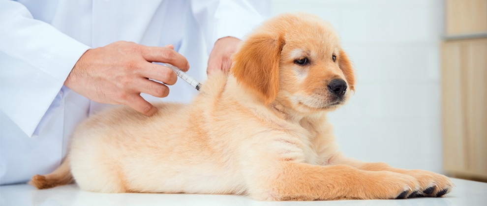 moving pets to Australia